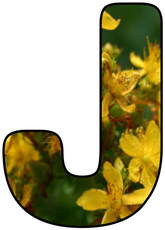 Blumenbuchstabe-J.jpg